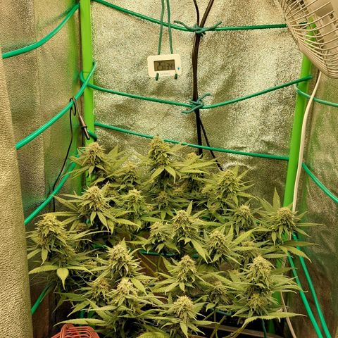 Cherry Punch growlog timeline photo