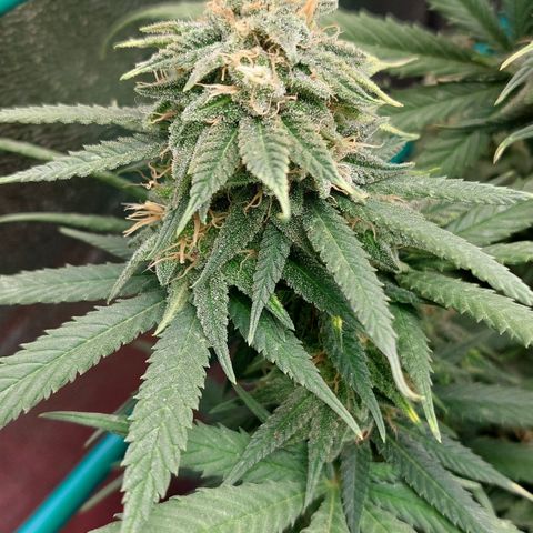 Cherry Punch growlog timeline photo