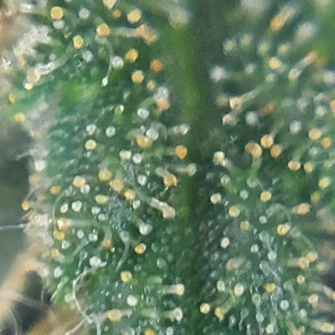 Cherry Punch growlog photo: Quasi pronta.