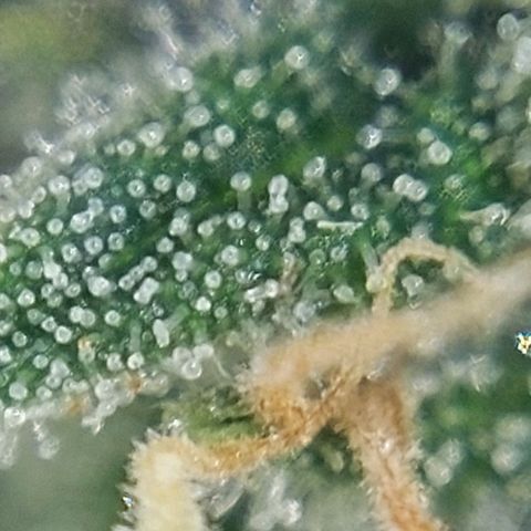 Cherry Punch growlog photo: Quasi pronta.