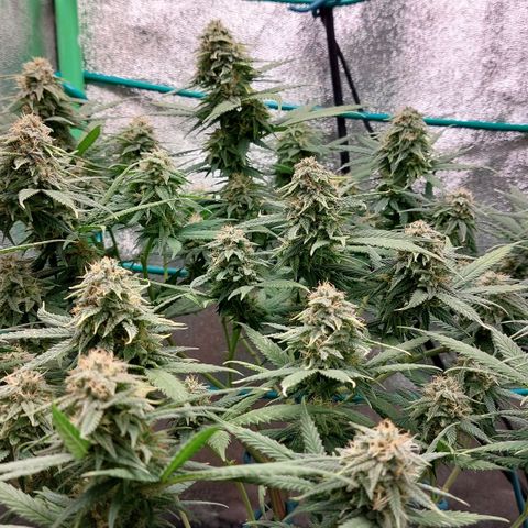 Cherry Punch growlog timeline photo