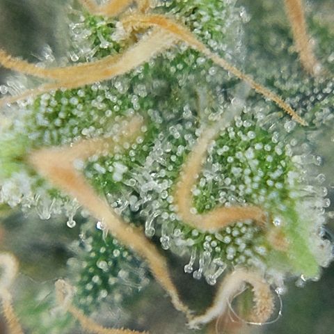 Cherry Punch growlog timeline photo