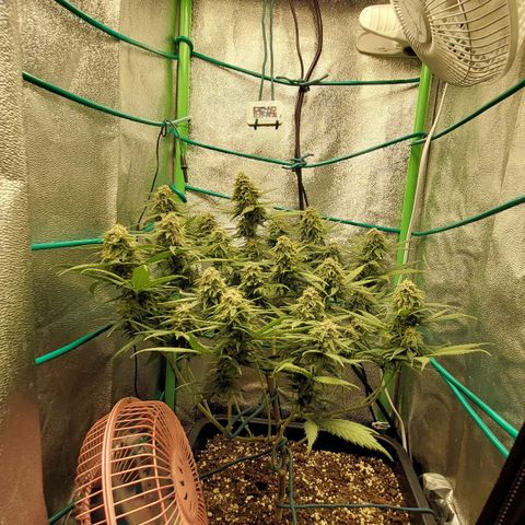 Cherry Punch growlog timeline photo