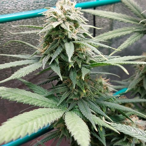 Cherry Punch growlog timeline photo
