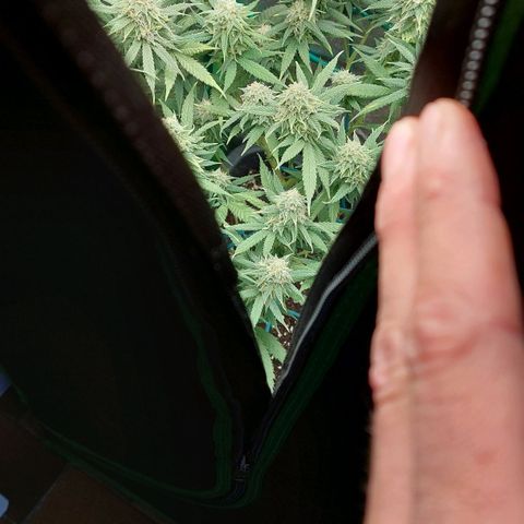 Cherry Punch growlog timeline photo