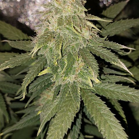 Cherry Punch growlog photo: Quasi pronta.