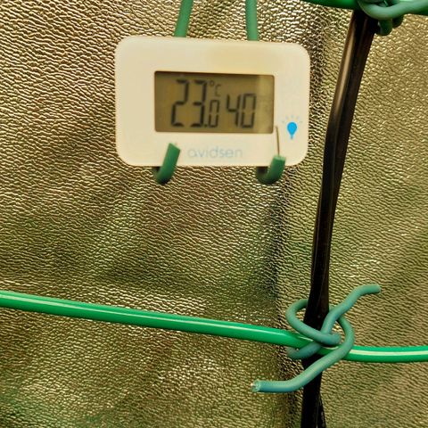 Cherry Punch growlog timeline photo