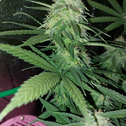 Cherry Punch growlog photo: Quasi pronta.