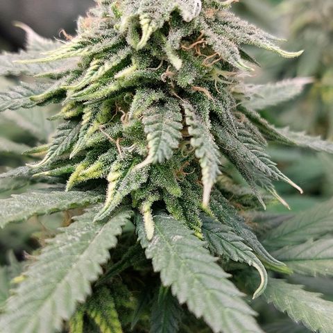 Cherry Punch growlog photo: Green sensation e acqua 