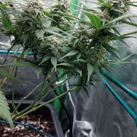 Cherry Punch growlog photo: Green sensation e acqua 