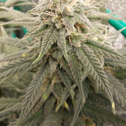 Cherry Punch growlog photo: Green sensation e acqua 