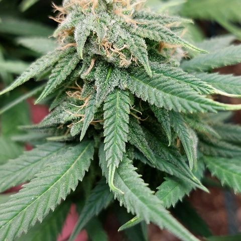 Cherry Punch growlog timeline photo