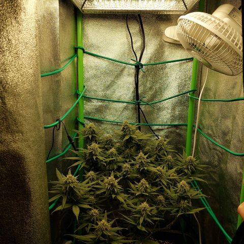 Cherry Punch growlog timeline photo