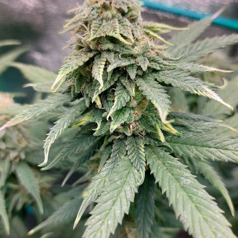 Cherry Punch growlog timeline photo