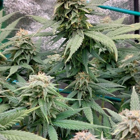 Cherry Punch growlog timeline photo