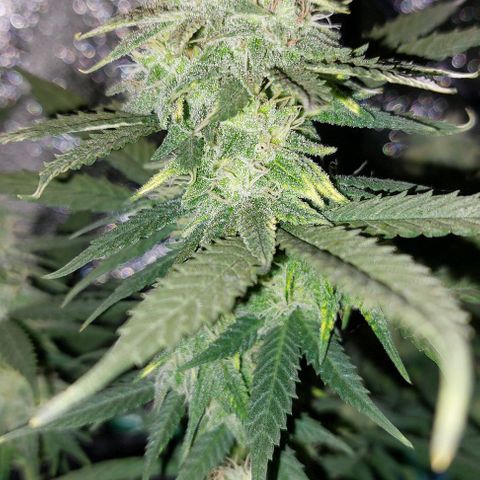 Cherry Punch growlog timeline photo