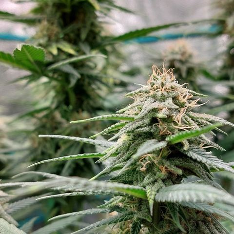 Cherry Punch growlog photo: Green sensation e acqua 