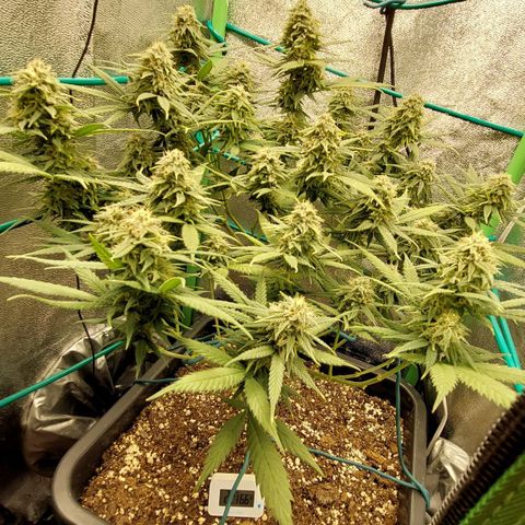 Cherry Punch growlog timeline photo