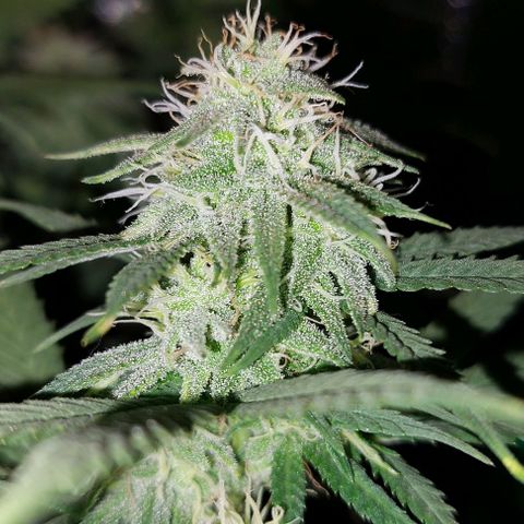 Cherry Punch growlog timeline photo