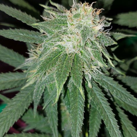 Cherry Punch growlog photo: Quasi pronta.
