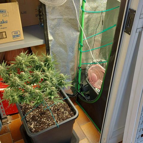 Cherry Punch growlog timeline photo