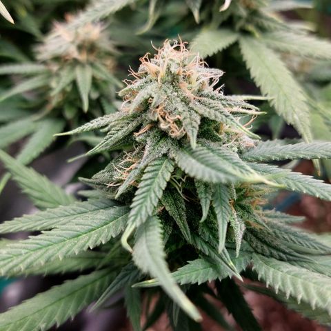Cherry Punch growlog timeline photo