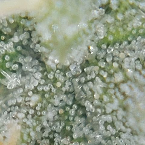 Cherry Punch growlog photo: Quasi pronta.