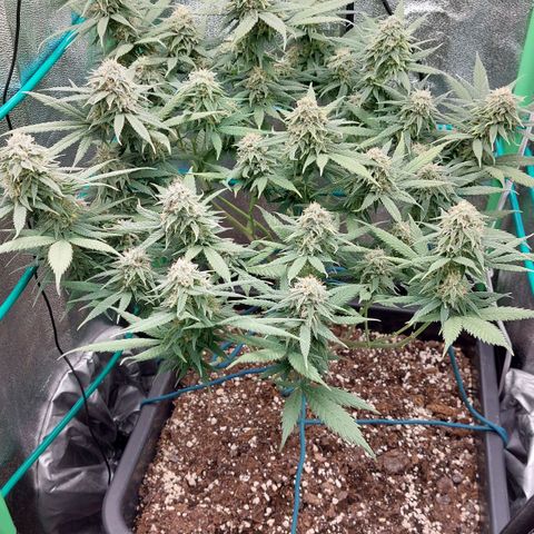 Cherry Punch growlog timeline photo