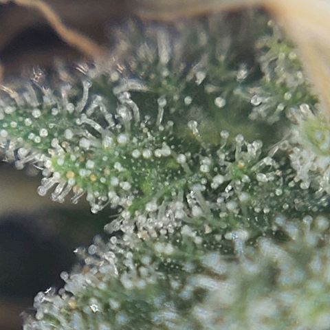 Cherry Punch growlog photo: Quasi pronta.