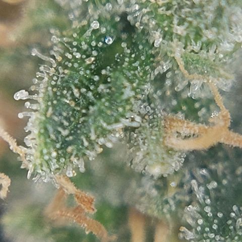 Cherry Punch growlog timeline photo