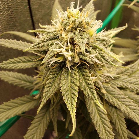 Cherry Punch growlog timeline photo