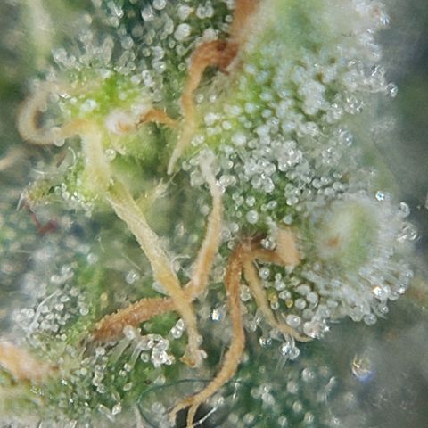 Cherry Punch growlog timeline photo