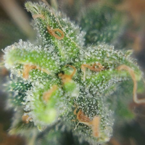 Cherry Punch growlog timeline photo