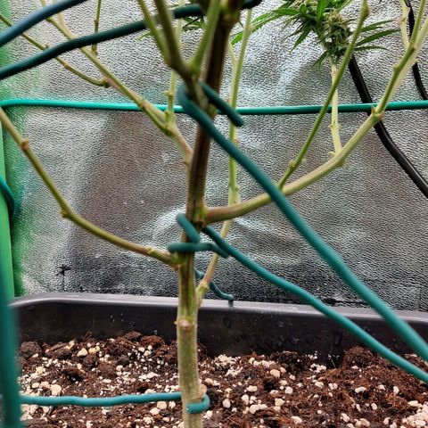 Cherry Punch growlog photo: Green sensation e acqua 