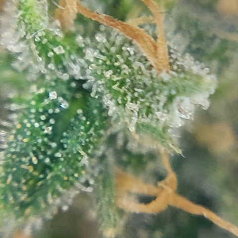 Cherry Punch growlog timeline photo
