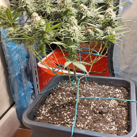 Cherry Punch growlog timeline photo