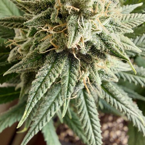 Cherry Punch growlog timeline photo