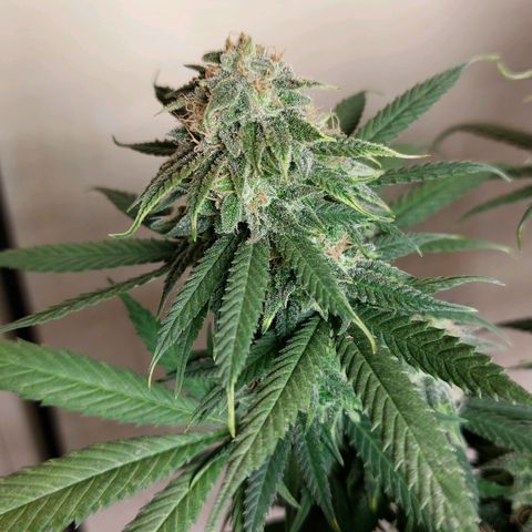 Cherry Punch growlog timeline photo