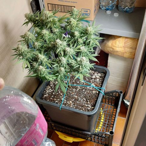 Cherry Punch growlog timeline photo
