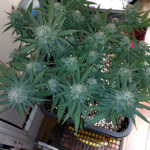 Cherry Punch growlog timeline photo