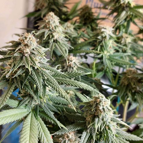 Cherry Punch growlog timeline photo