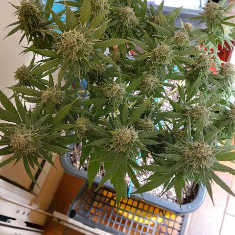 Cherry Punch growlog timeline photo