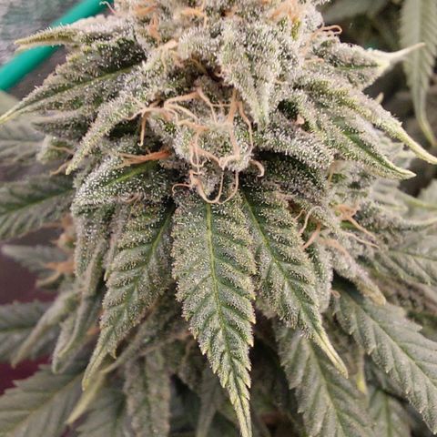 Cherry Punch growlog timeline photo