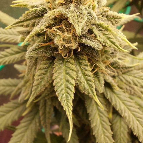 Cherry Punch growlog timeline photo