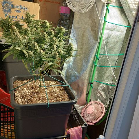 Cherry Punch growlog timeline photo