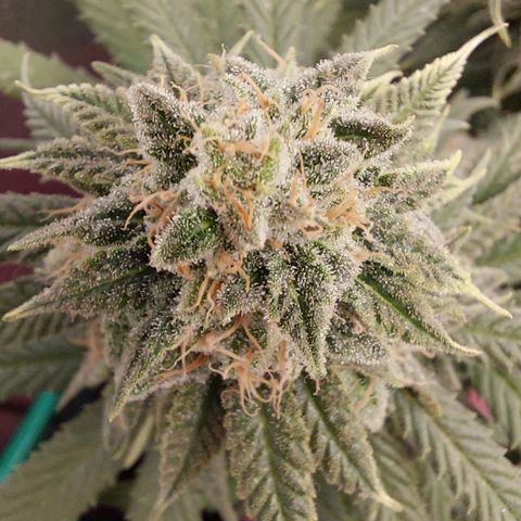 Cherry Punch growlog timeline photo