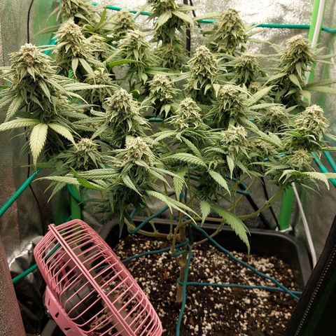 Cherry Punch growlog timeline photo