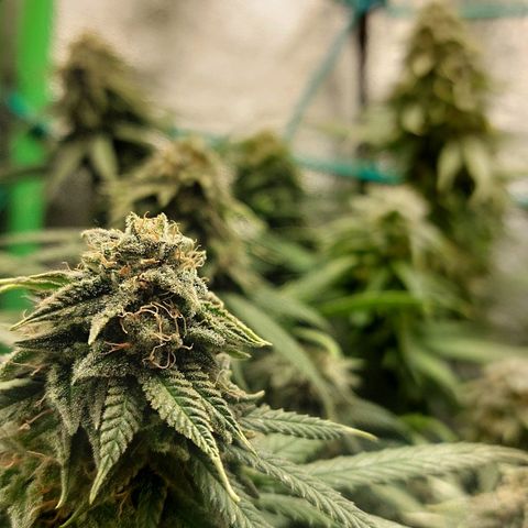 Cherry Punch growlog timeline photo