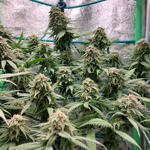 Cherry Punch growlog timeline photo
