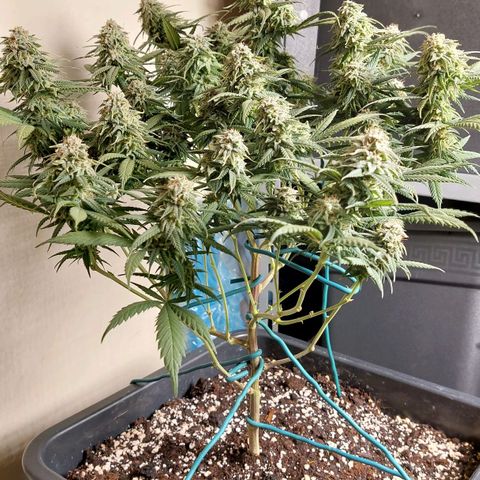Cherry Punch growlog timeline photo